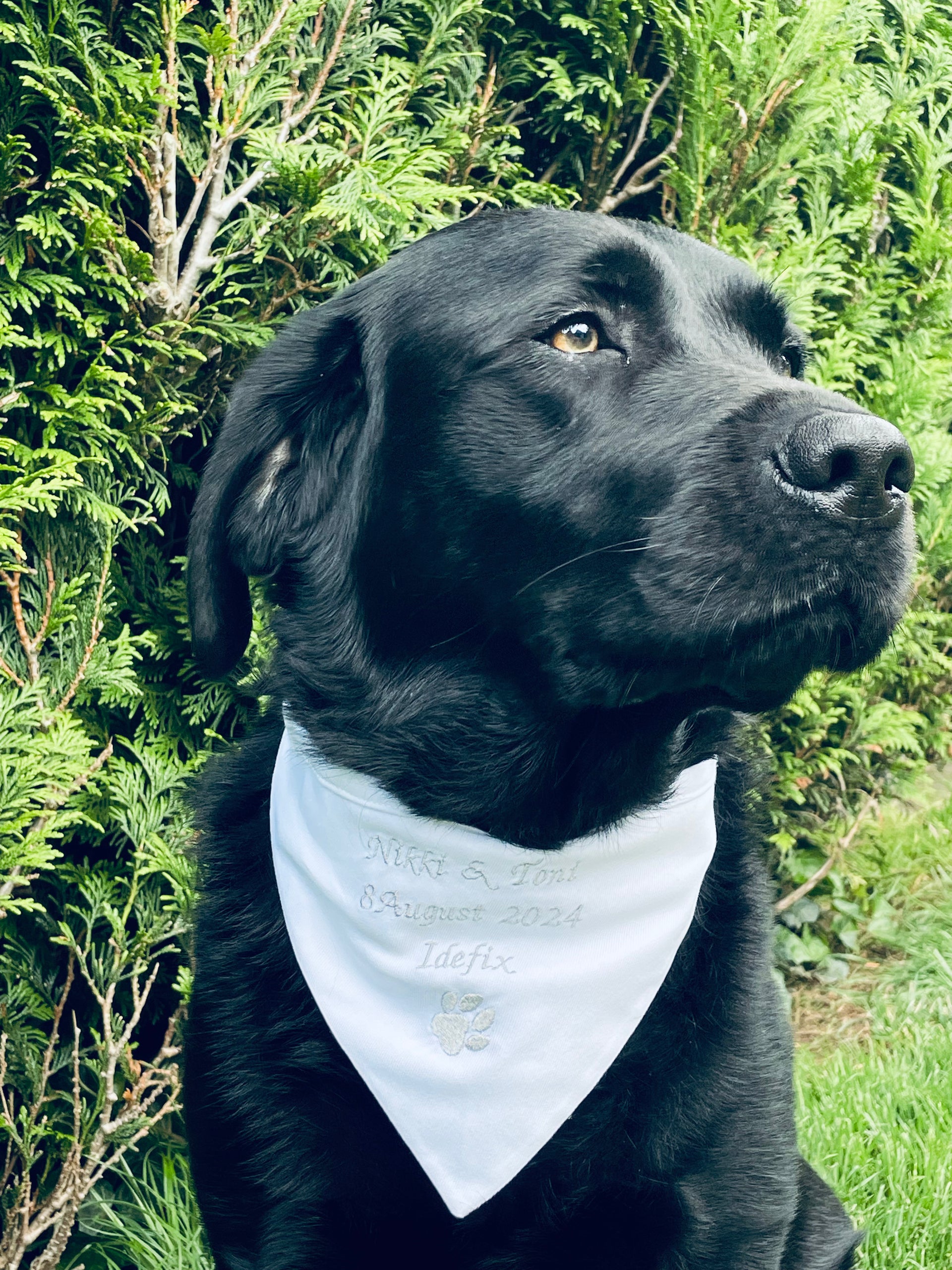 Hunde Halstuch zur Hochzeit  Fadenfein